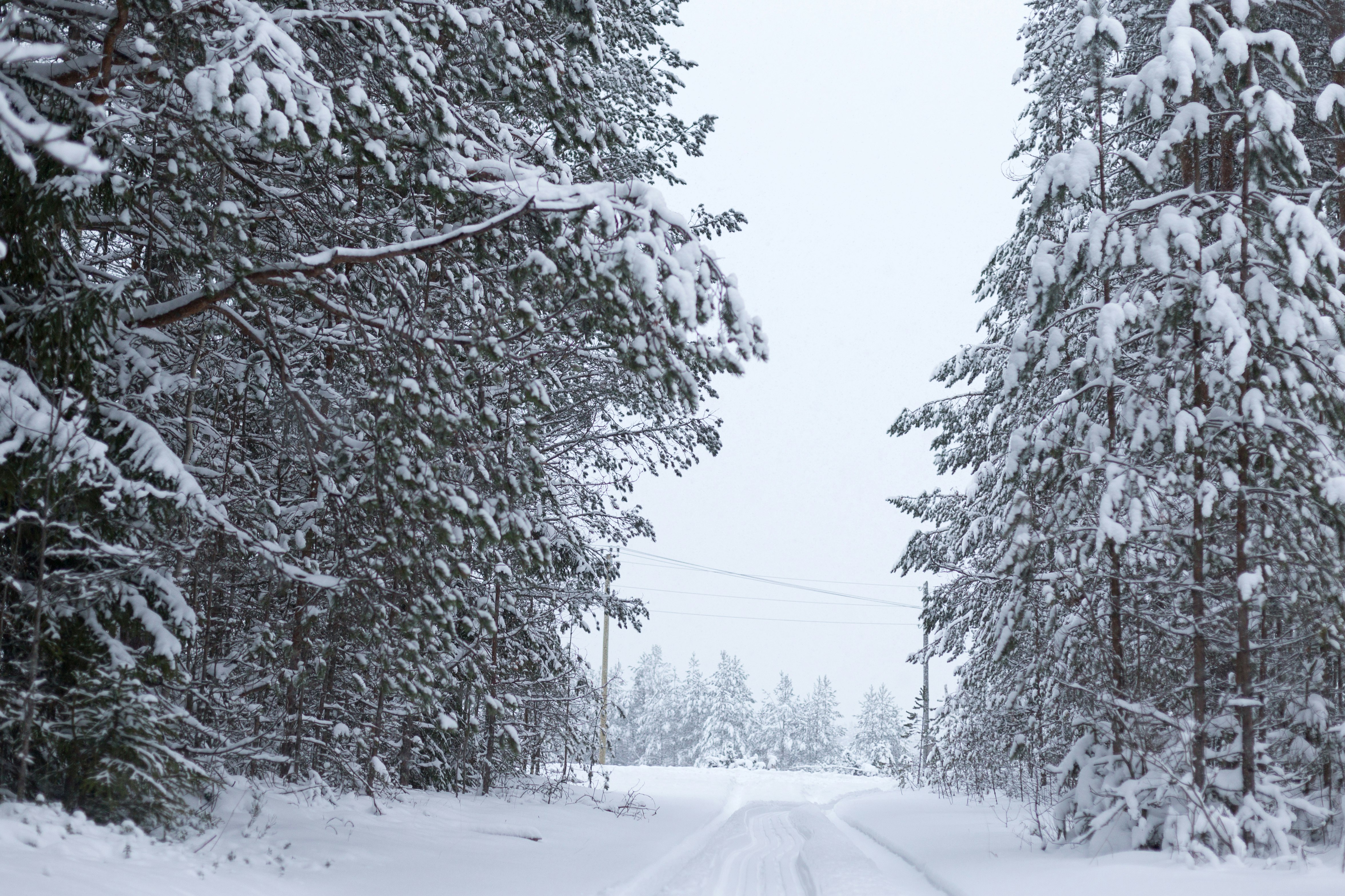 snow covered trees during daytime